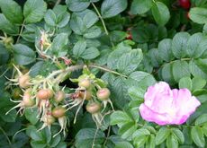 Heckenrose-Hagebutten-1.jpg